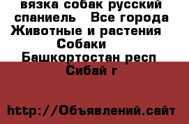 вязка собак русский спаниель - Все города Животные и растения » Собаки   . Башкортостан респ.,Сибай г.